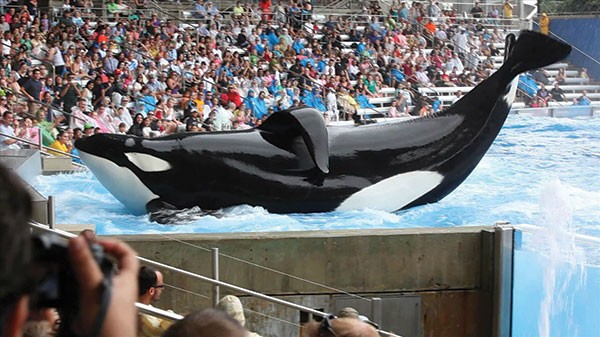A showman's life: This orca, Tilicum, continues to work at SeaWorld.