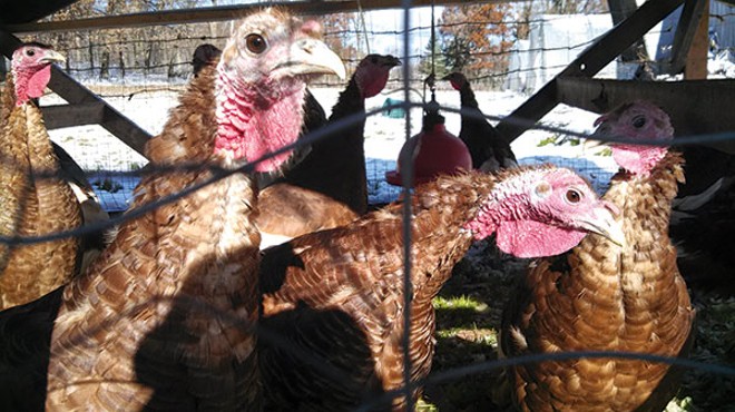 Blackberry Meadows Farm offers a more humane approach to Thanksgiving