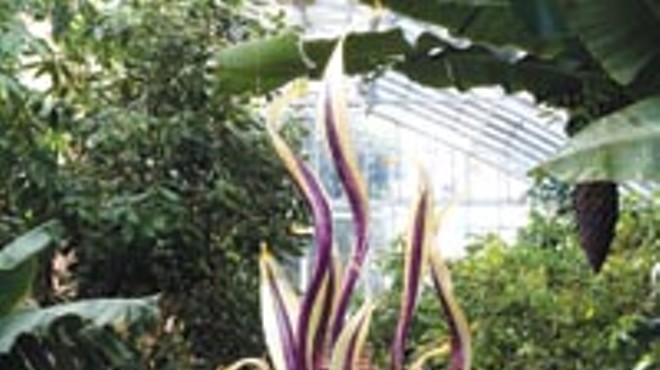 Chihuly at Phipps bridges the gap between nature and glass art.