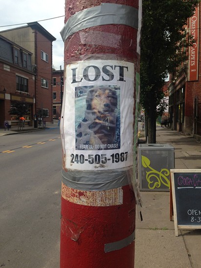 Lost Pets