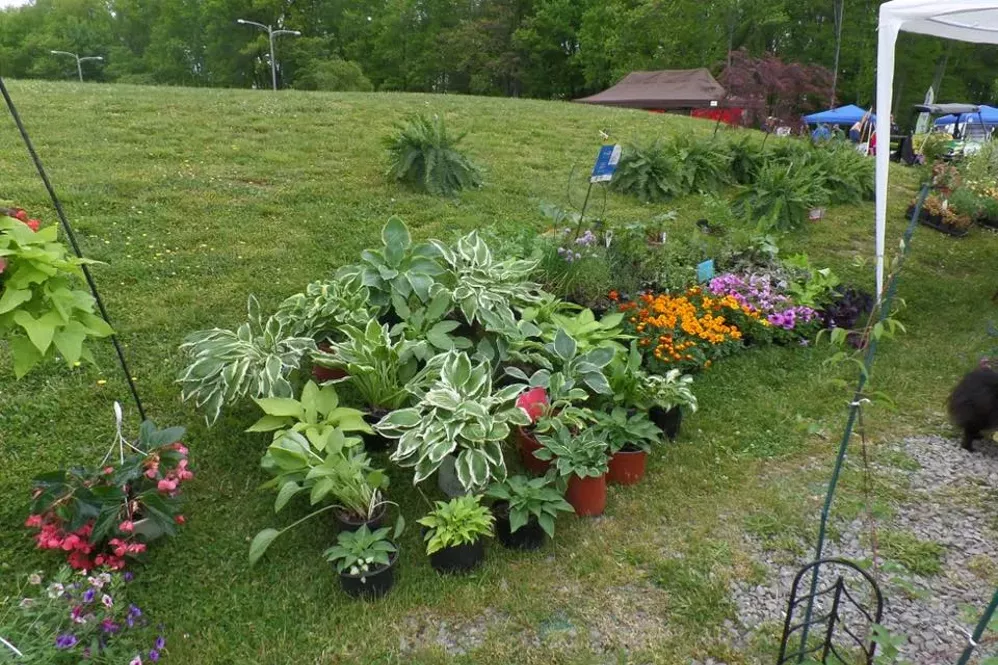 Plants for sale at the 2018 Spring Garden Market