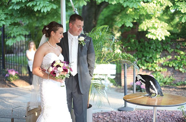 A penguin encounter during a wedding at The National Aviary