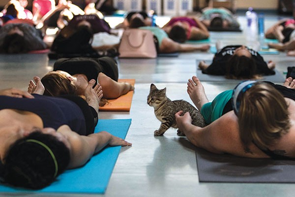 A yogi sets an intention: playing with a kitten.