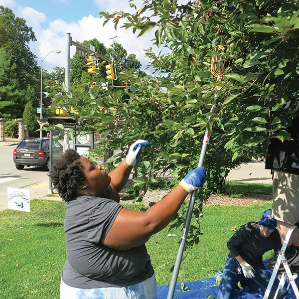 Volunteer Lataya Johnson, of McKees Rocks, uses a fruit-picking tool to harvest crabapples for Hidden Harvest in Mellon Park.