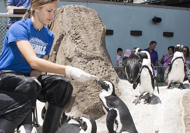 Brooklyn Magill of Ellwood City feeds a penguin at the National Aviary.