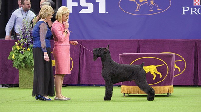 Docuseries 7 Days Out explores dog shows, NASA missions, and other major events