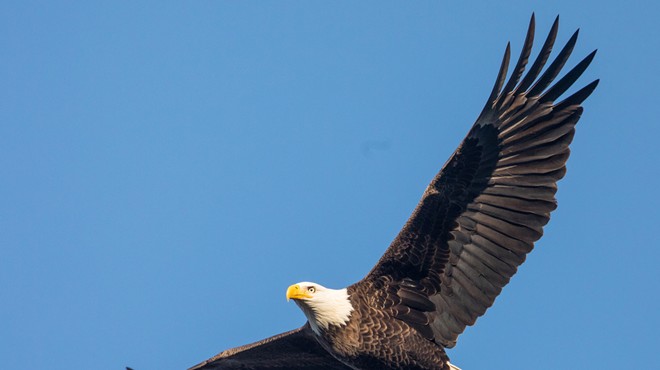 Pennsylvania has an abundance of bald eagles, and it needs help counting them