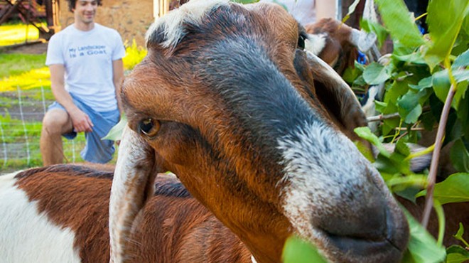Grass-powered mowers: The goats of Steel City Grazers practice environmentally friendly lawn care