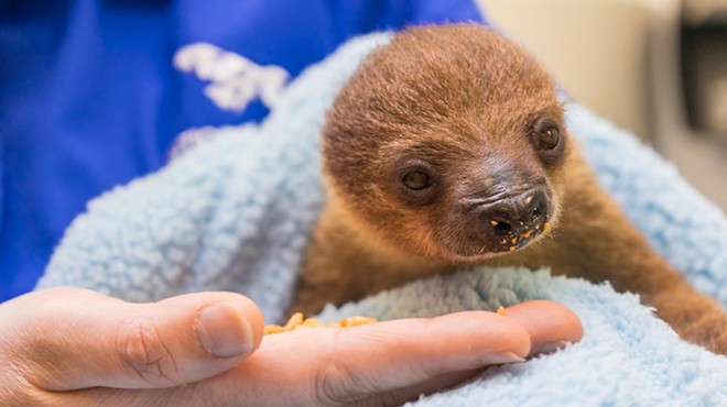 Pittsburgh's National Aviary gets baby sloth