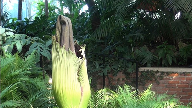 Phipps Conservatory's corpse flower 'Romero' is stinkin' up Pittsburgh