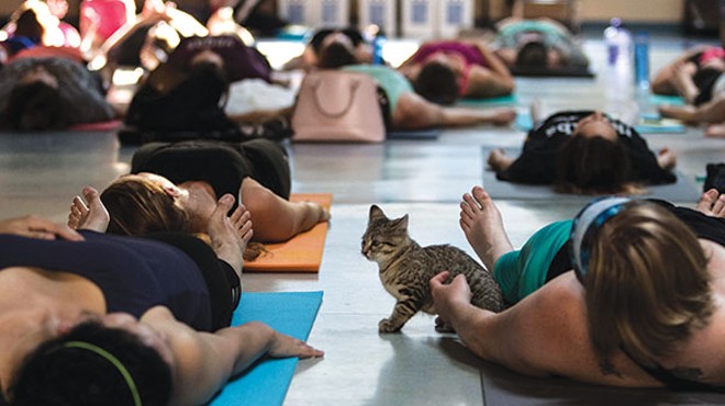 Kitten Yoga, sponsored by Pittsburgh’s Animal Friends, is a hands-on adoption tool