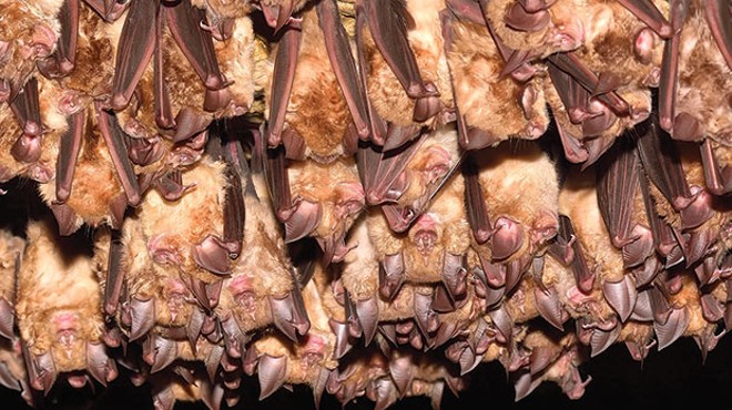 Some bats show resistance to deadly white-nose syndrome