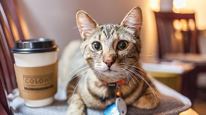 The Colony Café, in the Strip District, lets patrons enjoy coffee, wine, light fare and snuggling with cats