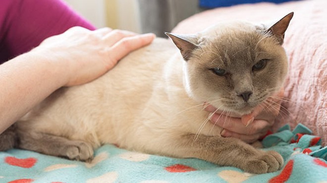 Massage therapy can improve your cat’s quality of life