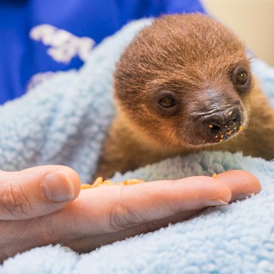Pittsburgh's National Aviary gets baby sloth