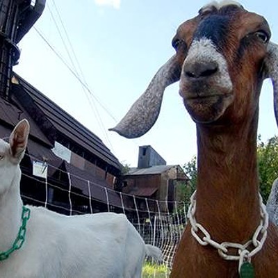 Pittsburgh City Council votes to use goats for park vegetation maintenance