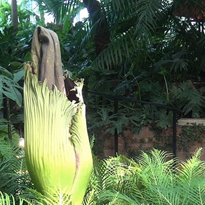 Phipps Conservatory's corpse flower 'Romero' is stinkin' up Pittsburgh