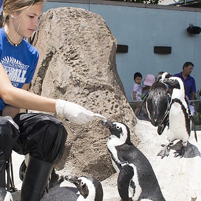 Get up close and personal with this team of penguins at Pittsburgh’s National Aviary