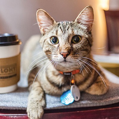 The Colony Café, in the Strip District, lets patrons enjoy coffee, wine, light fare and snuggling with cats