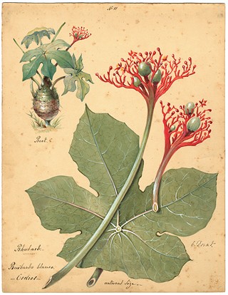 Dr. Charles Dorat and His Unrealized Central American Medicinal Flora