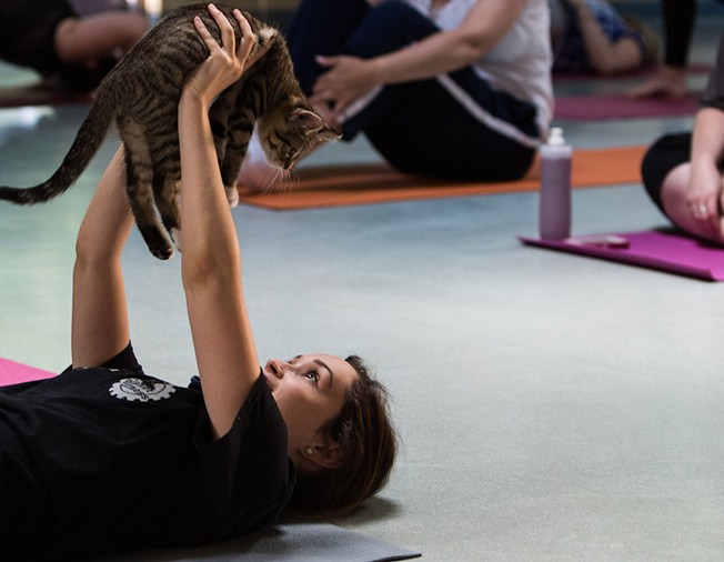 Kitten Yoga