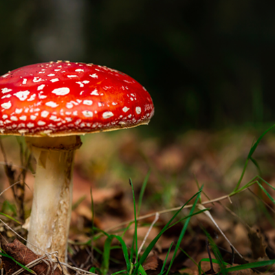 7 Best Mushroom Gummies in 2024
