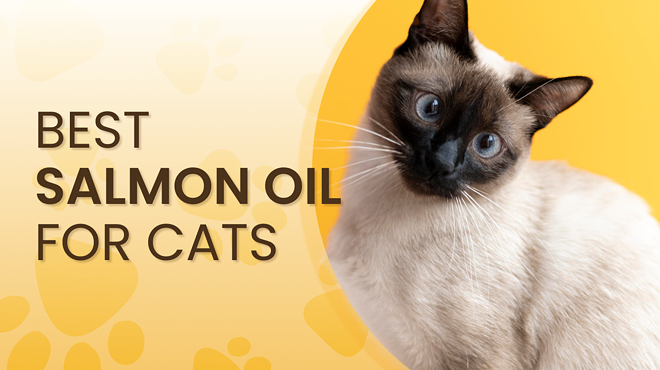 Best Salmon Oil for Cats (Reviewed by Experts)