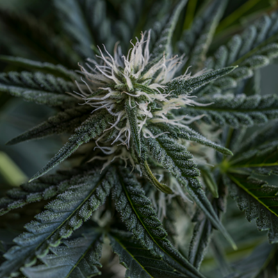 Close-up image of marijuana plant