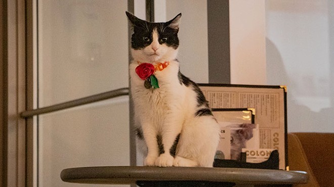 Colony Cat Cafe, Pittsburgh's first cat cafe, announces closure during COVID-19 pandemic