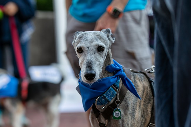 Dogs for Democracy