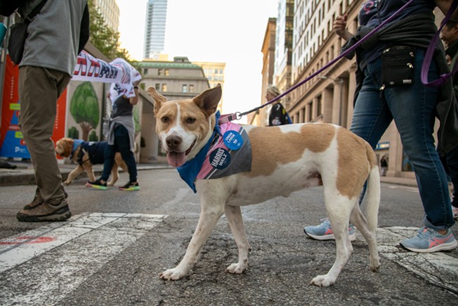 Dogs for Democracy