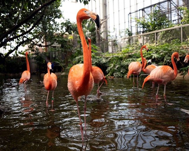 national_aviary_flamingos_flamingo_fest_member_morning.jpg