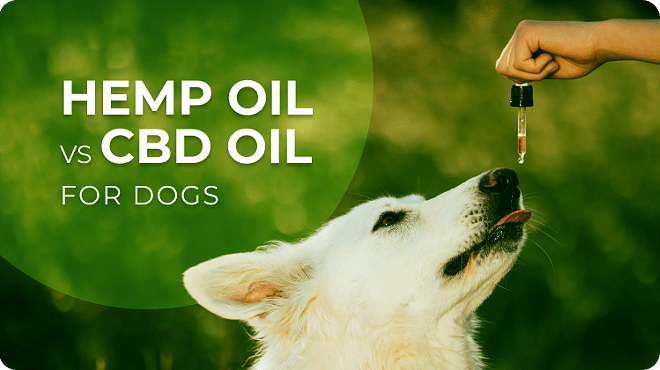 Hemp Oil Vs CBD Oil for Dogs: Differences & Which One to Choose