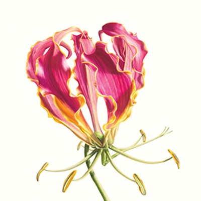 Flaming Glory; Flame Lily; Gloriosa superba ‘Rothschildiana’ scale 3:1 [Gloriosa superba Linnaeus, Colchicaceae], watercolor on paper by Denise Ramsay (1971–), 2015, 76.5 x 56 cm, HI Art accession no. 8083, reproduced by permission of the artist.