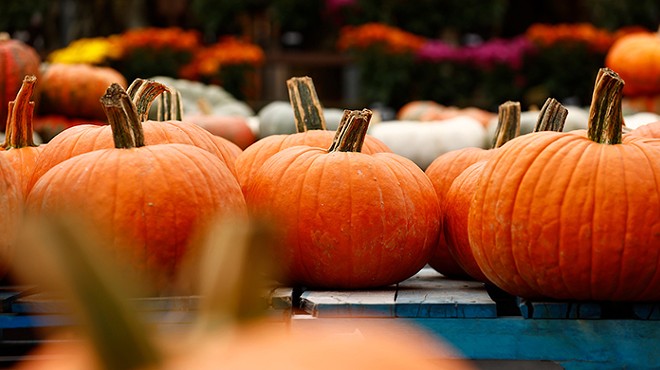 Pick your own pumpkins and apples at these local farms this fall