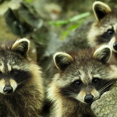 Allegheny County to disperse "waxy, green" treats as part of raccoon vaccination program