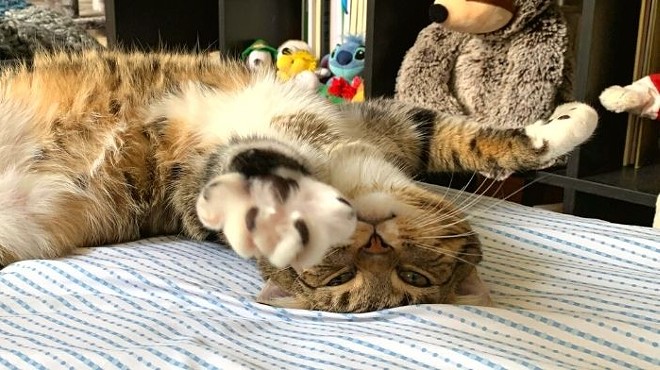 UPDATE: Pittsburgh City Council votes unanimously to prohibit declawing cats in the City of Pittsburgh