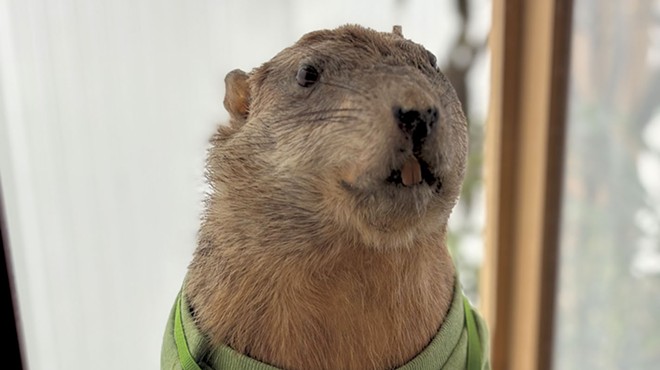 Punxsutawney Phil and beyond: What the groundhog means to Pennsylvania