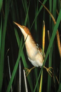 Rare wetlands birds populate the photo show Marshes: The Disappearing Edens.