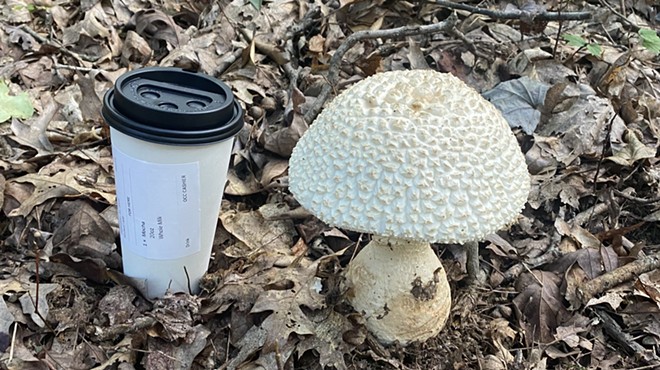 Responsible foraging in Southwest PA