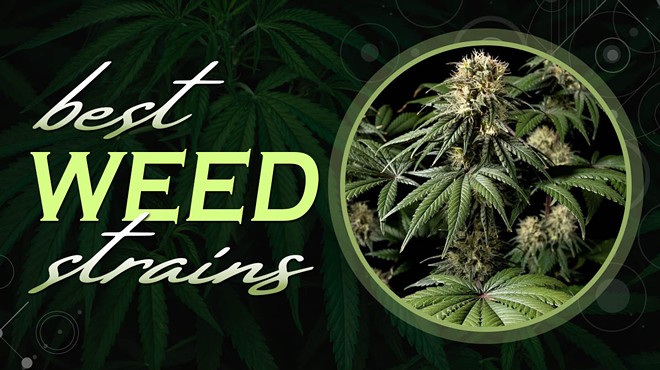 The 15 Best Weed Strains of 2024 With High THC: Indica, Sativa & Hybrid