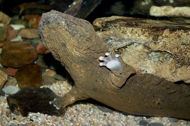 What is a hellbender, Pennsylvania’s new official state amphibian?