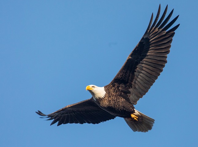 Pennsylvania has an abundance of bald eagles, and it needs help counting them