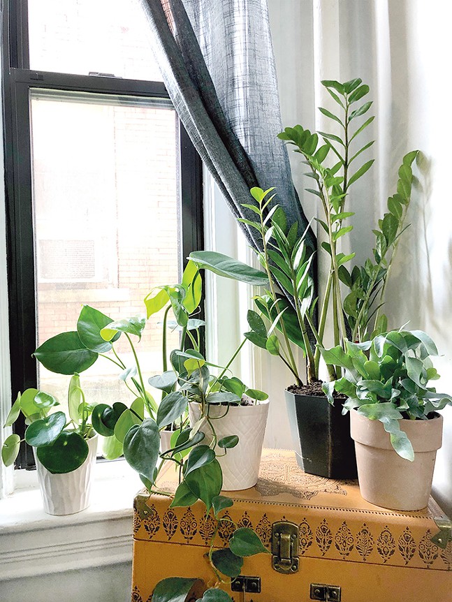How to grow your happiness with indoor foliage