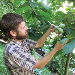 Local author Andy Moore writes the first book about the fruit called the pawpaw