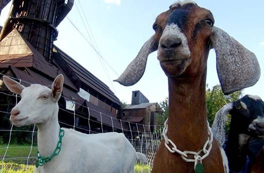 Pittsburgh City Council votes to use goats for park vegetation maintenance