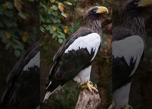 Kodiak, the sea eagle still missing in Pittsburgh, has had quite the weekend