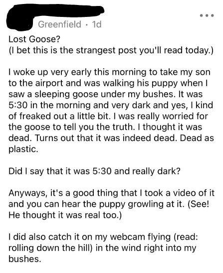 Nebby post alert: Lost goose in Greenfield … sort of (3)