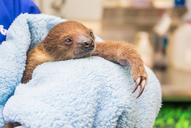 A baby sloth is wrapped in a fuzzy, light blue blanket.