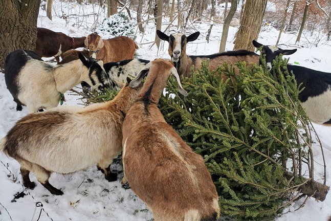 A group of black and tan-colored goats eat a Christmas tree lying on the snowy ground.